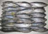 Frozen Horse Mackerel ...