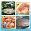 Frozen black tilapia/red tilapia  whole round