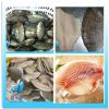 Frozen black tilapia/red tilapia  whole round