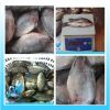 Frozen black tilapia/red tilapia  whole round