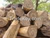 Natural Agarwood Aetoxylon sympetalum