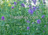 Medicago Sativa( Alfal...