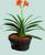 flower soil ,indoor pl...