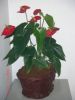 artificial soil for in...