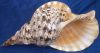 triton shell left hand