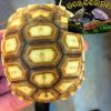 Geochelone sulcata (Af...