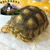 Geochelone sulcata (Af...