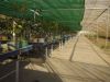 Seedling Table Trolleys