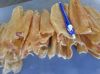 MACKEREL, SADINE, TUNA, GROUPER, SEA FISH AND DRIED FISH MAW, TOP QUALITY WHOLE DRIED MAW