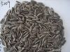 sunflower  seeds  the ...