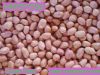 new crop peanut kernels