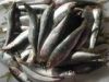 Bqf Frozen Whole Sardi...