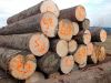  Pine/Beech Round/Spruce Round/ Ash and Oak Logs