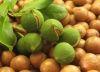macadamia