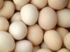 Fertile Chicken Eggs |...