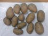 FRESH POTATO (GRANULA ...