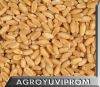MILLING WHEAT from Ukr...