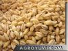 Hulled BARLEY from Ukr...