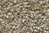 Natural Sesame Seed