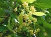linden honey