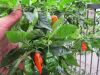 Bhut Jolokia "Ghost Chili Pepper" Seeds