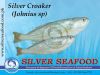 Silver Croaker  (Johni...