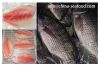 tilapia fish tilapia F...