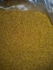 Berseem clover seeds