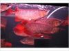 We Supply Quality Arowana Fishes of All Breed and Sizes