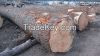 Fresh Cut Spruce, Pine...