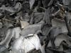 shredded tyre waste, shredded tire scrap,shredded tires buyers,shredded tires wholesalers,low price shredded tires,best buy shredded tires,buy shredded tires,import shredded tires,