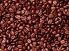 Export Robusta Coffee ...