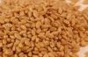 Wheat