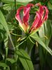 South Indian Gloriosa ...