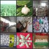 we process and export ...