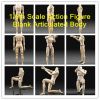 Blank Male Articulated...