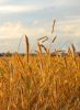 Organic RYE