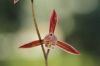 Orchid plant (Cymbidiu...