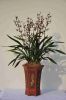 Orchid plant (Cymbidiu...