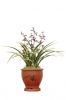 Orchid plant (Cymbidiu...