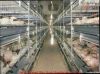 Broiler Rearing Cage