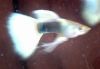 Guppy fish