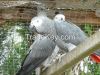 Macaws / African Grey ...