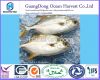 Frozen golden pompano ...
