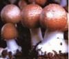 Agaricus Blazei Mushro...