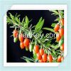 Ningxia origin Low Pesticide wolfberry