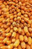 dried yellow corn