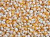 dried yellow corn