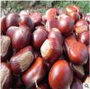 Chinese Chestnut