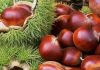 Chinese Chestnut